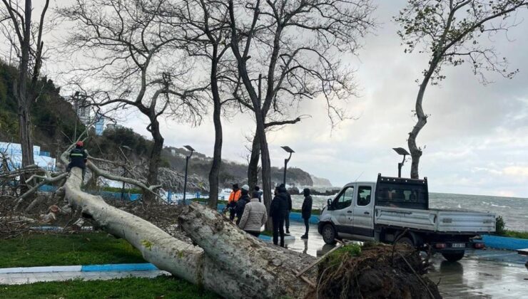 Zonguldak’ta fırtına etkili oldu, Kapuz Plajında ağaç devrildi