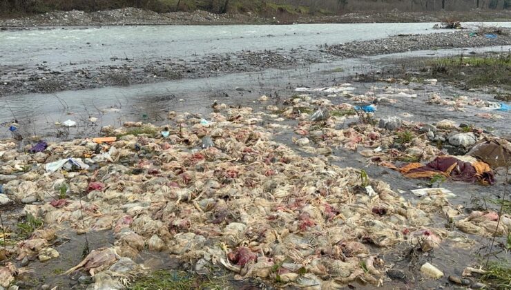 Alaplı’da içme suyunu esleyen çayda telef olmuş tavuklar bulundu