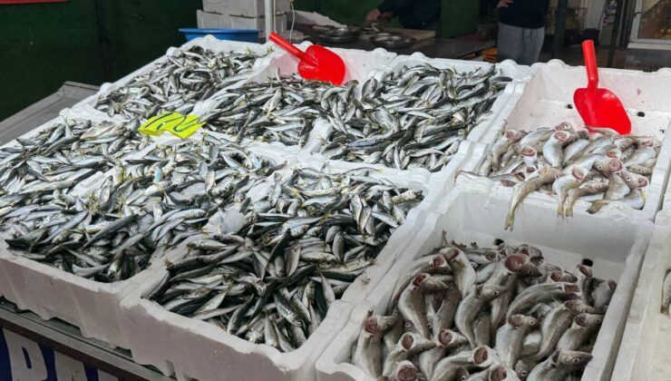 Zonguldak’ta İstavrit 100 Lira: Esnaftan Hamsi Uyarısı