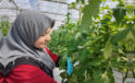 Çaycuma Sera Organize Tarım Bölgesi üretime başladı