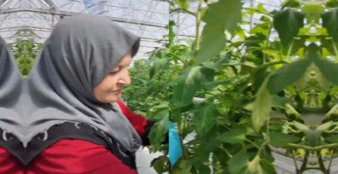Çaycuma Sera Organize Tarım Bölgesi üretime başladı