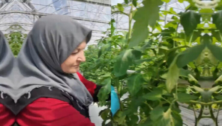 Çaycuma Sera Organize Tarım Bölgesi üretime başladı