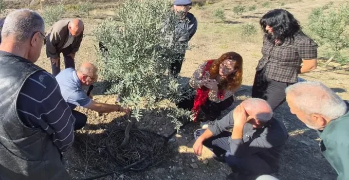 Zeytin üreticilerine uygulamalı tüyolar